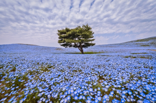 purpleflower_7.jpg