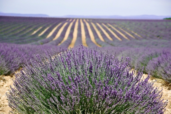 purpleflower_10.jpg