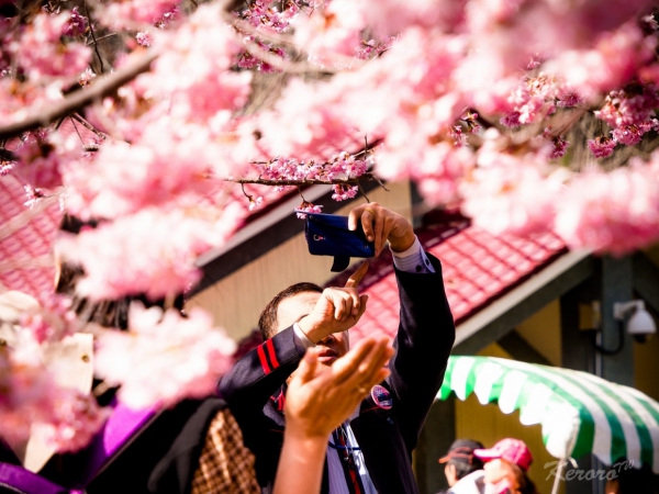 sakura_1.jpg