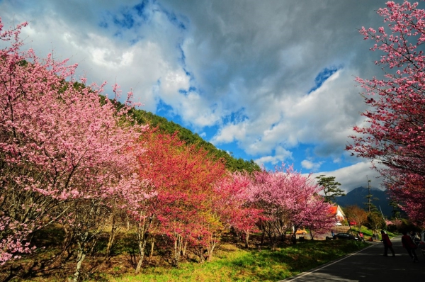 sakura_2.jpg