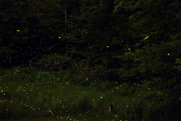 TWcamping_09.jpg