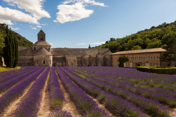 purpleflower_14.jpg