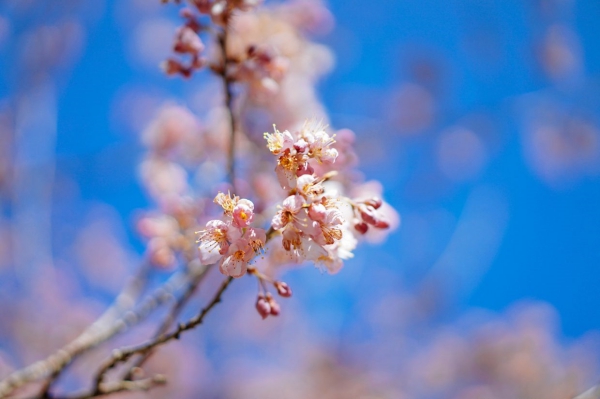 sakura_4.jpg