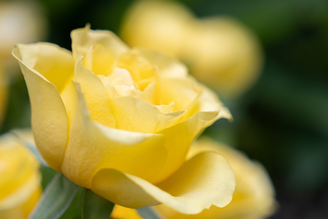 flower-gccb57754a_640.jpg
