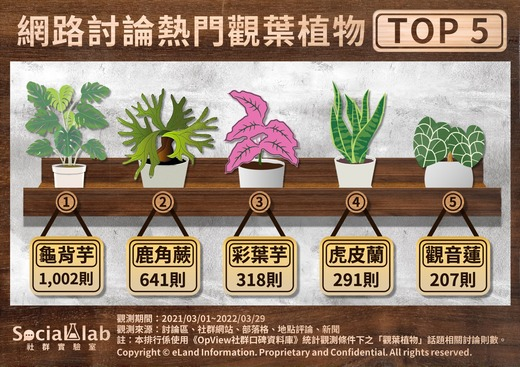 網路討論熱門觀葉植物TOP5.jpg