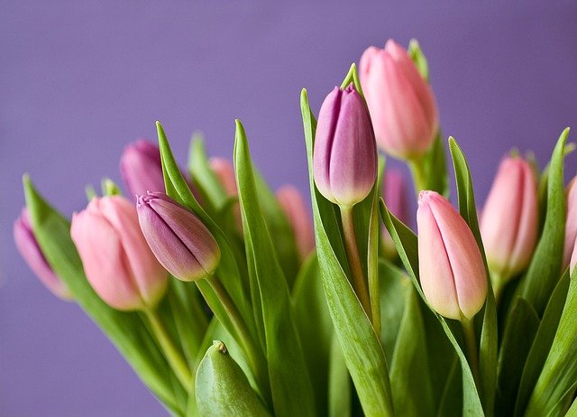 tulips-g092fc37a9_640.jpg