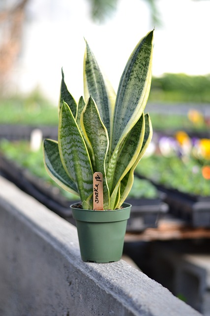 snake-plant-g65c19faaf_640.jpg
