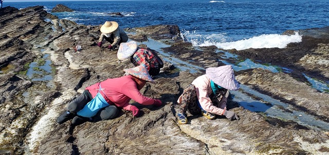 海女們趁潮水降低在採摘海髮菜 (1).jpg