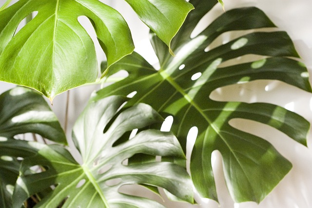 monstera-g85faac2c0_640.jpg