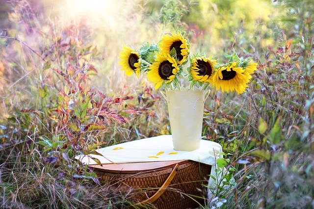 sunflowers-g8b4b46dec_640.jpg