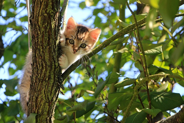 cat-g32ecdfabd_640.jpg