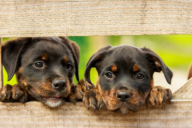 rottweiler-g0d15cc0c6_640.jpg