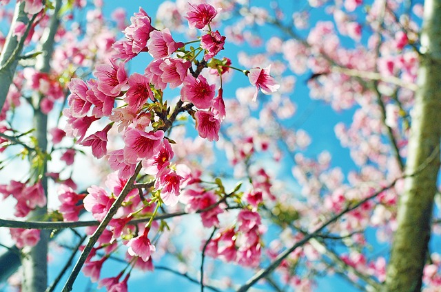 cherry-blossoms-g45d1ee183_640.jpg