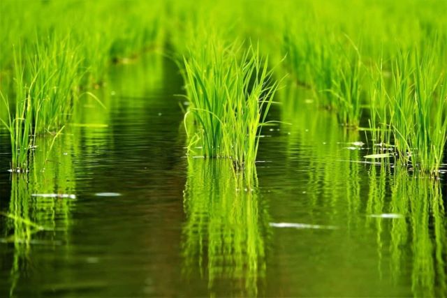 水稻田的傳統耕作方式會在生長期長時間湛水.jpg