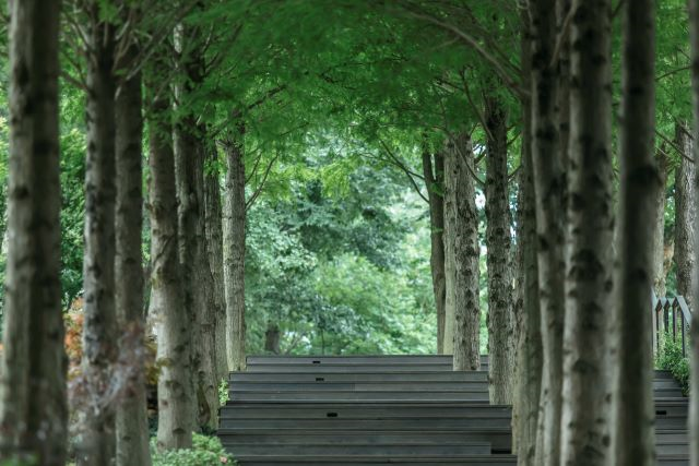 POUYUENJI HILLS「落雨松大道」（圖片出處中島光行）.jpg