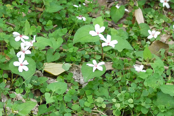 新店牛伯伯蝴蝶園4