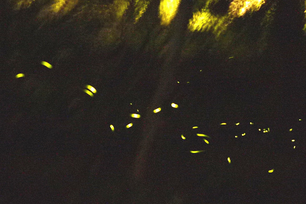 新店牛伯伯蝴蝶園螢火蟲