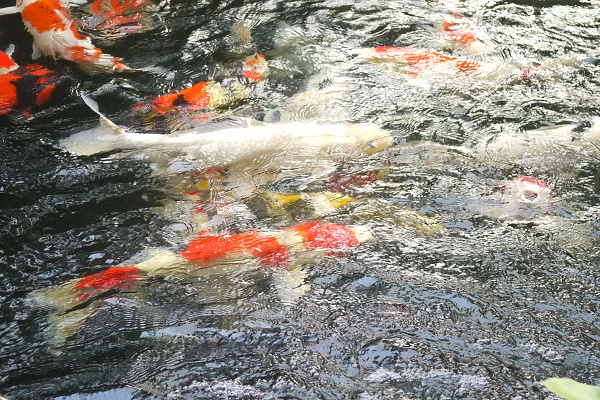 新店牛伯伯蝴蝶園2