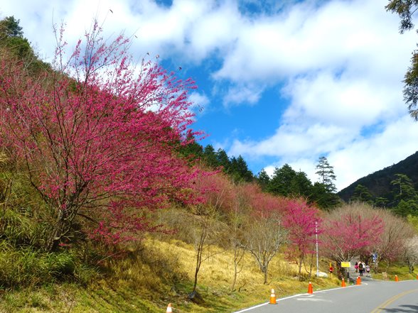 武陵農場櫻花況131