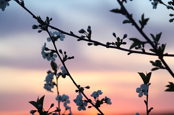 spring-179591_640