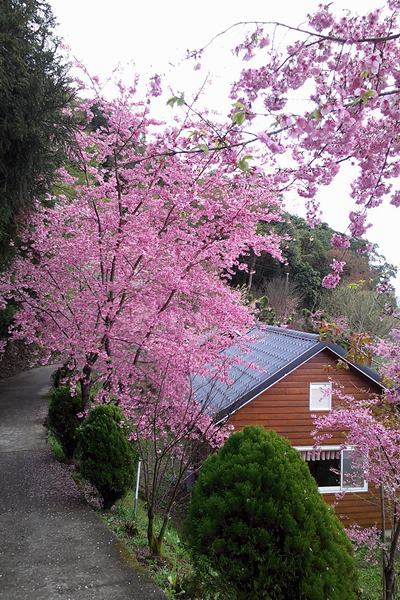 恩愛農場千島櫻