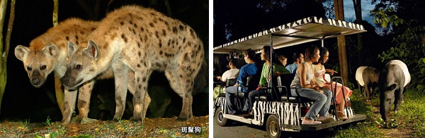 新加坡夜間動物園
