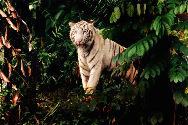 新加坡熱門景點11