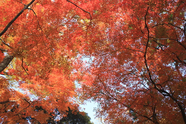 北野天滿宮御土居