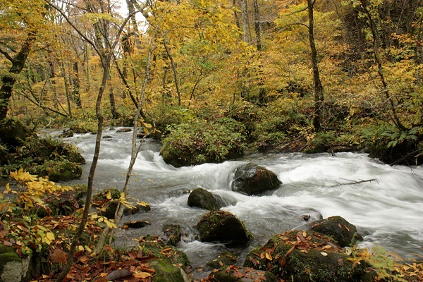 青森奧入瀨溪