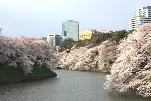千鳥之淵櫻花3