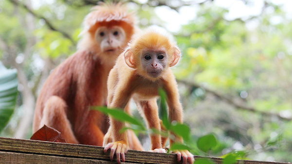 2016新加坡農曆年5