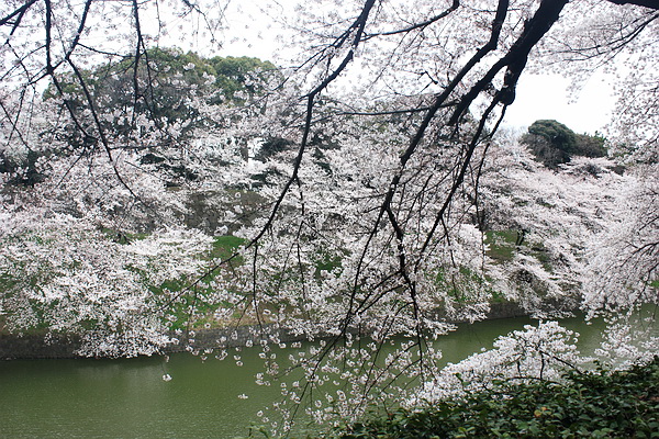 千鳥之淵櫻花2