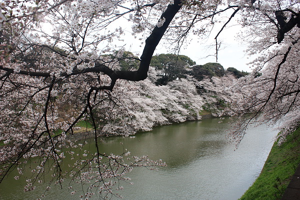 千鳥之淵櫻花1