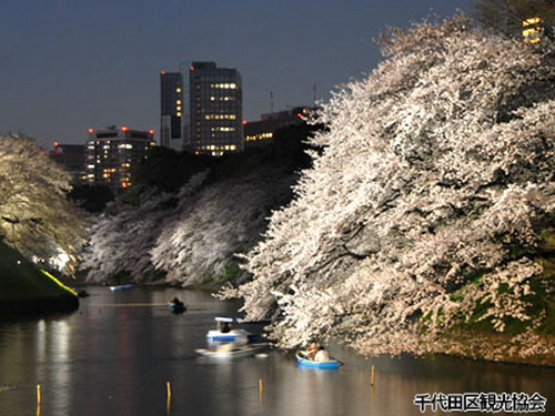 2014賞櫻預測教學5