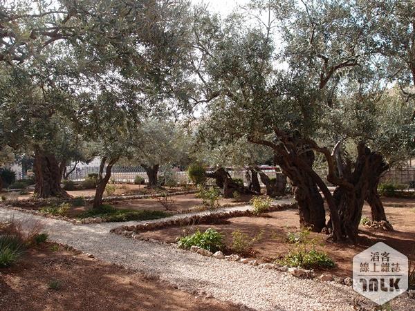 橄欖樹.JPG