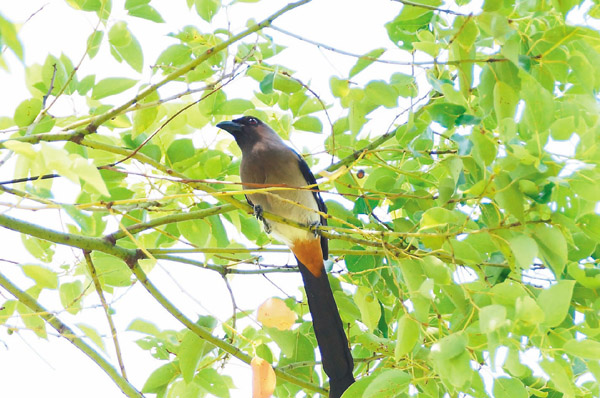 大安森林公園-樹鵲(好房網)