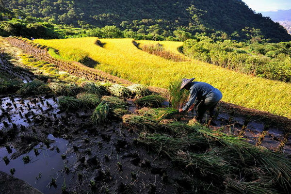 T-野蔓-野蔓水梯田.jpg
