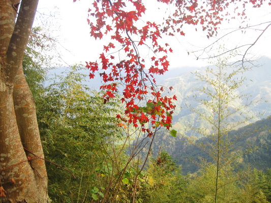 山上人家之遇見楓紅