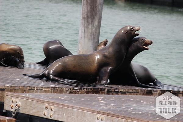 海獅.jpg