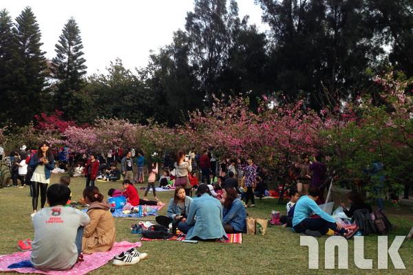 新竹公園賞櫻.JPG