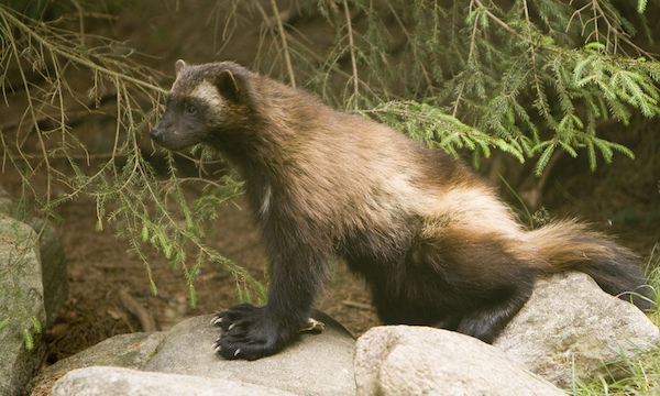 movie-wolverine.jpg