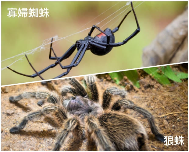 夏季蟲咬 spider.jpg