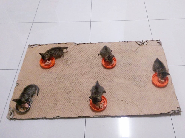 吃飯擺陣