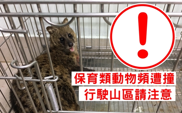 麝香貓.jpg