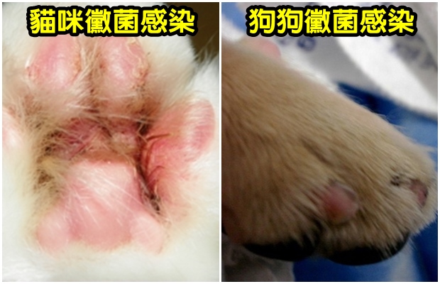 貓狗香港腳.jpg