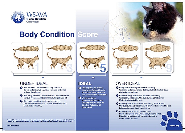 002--body-condition-score--cat-WSAVA.jpg