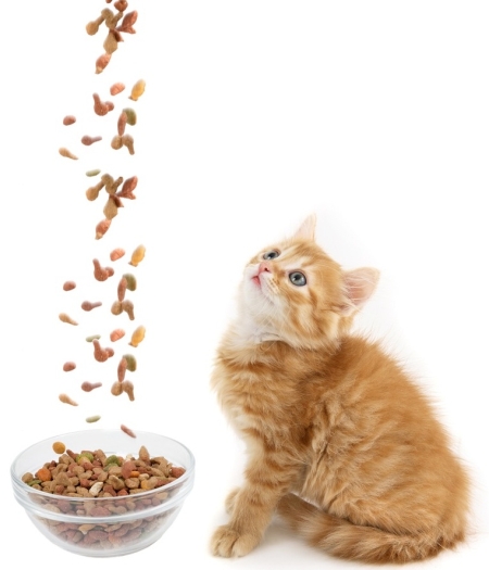 dry food shutterstock
