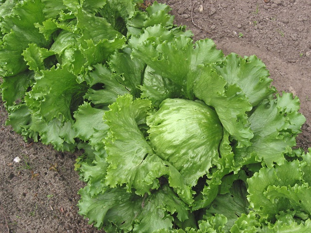 Iceberg_lettuce