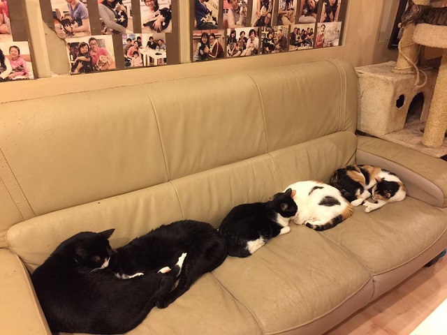 cat26.jpg