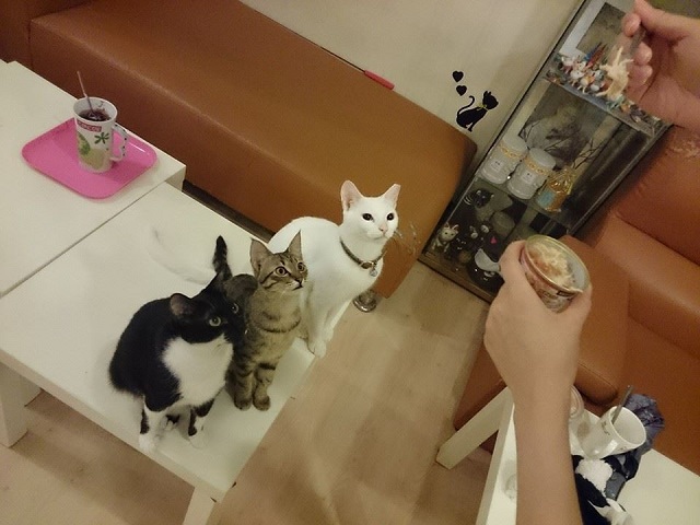 cat28.jpg